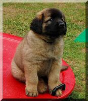 leonberger 102.jpg